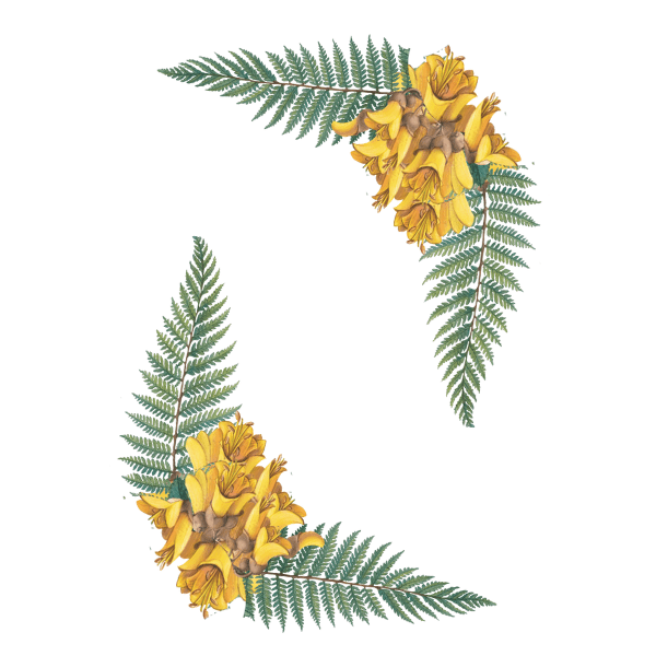 FERN AND KOWHAI CORNERS