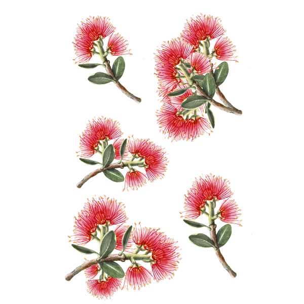 POHUTUKAWA